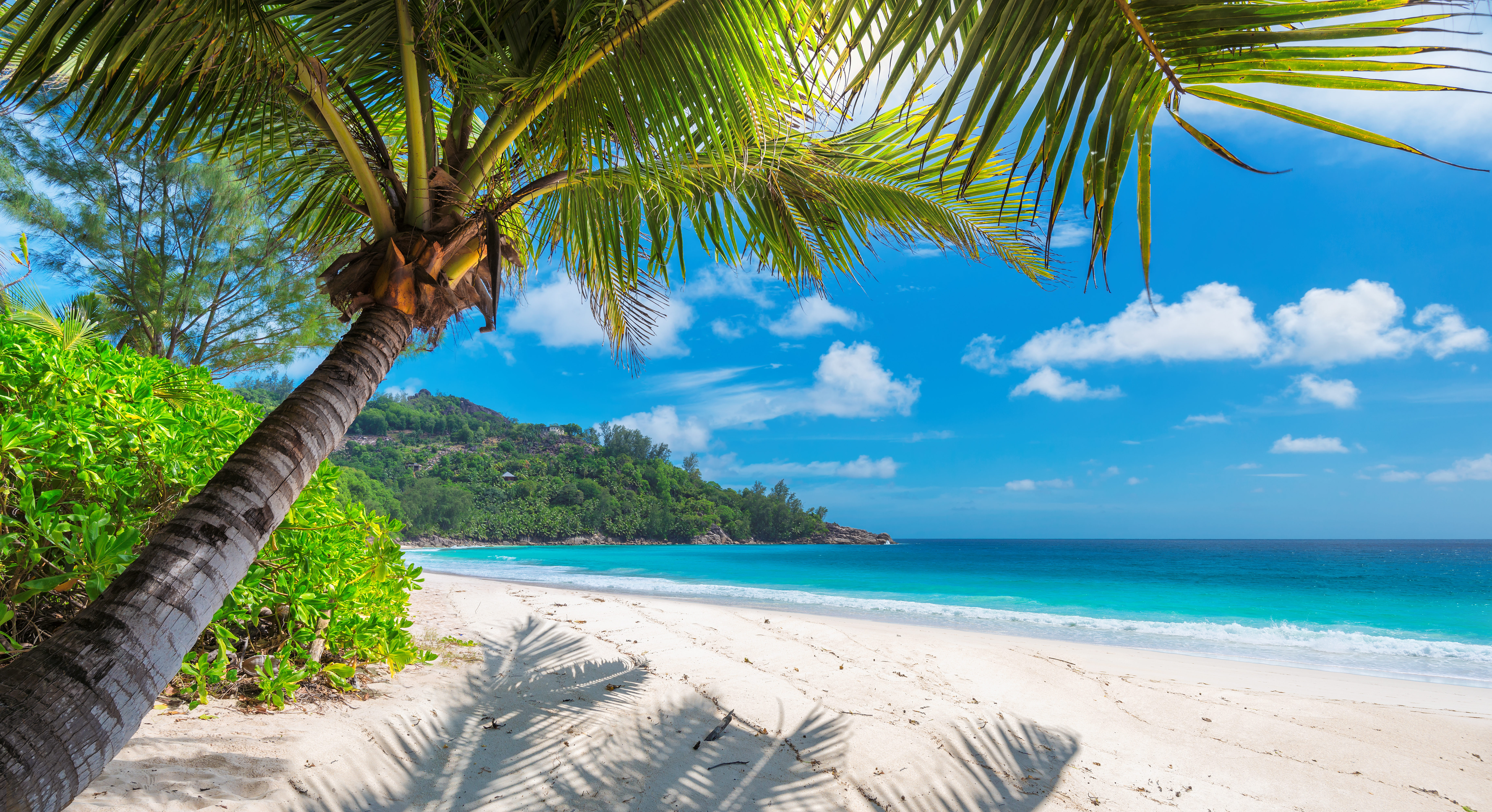 Palm tree on tropical beach.